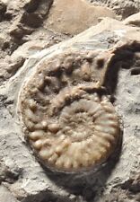 Ammonite balatonites balatonic d'occasion  Fénétrange