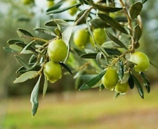 Cold climate olive for sale  LONDON