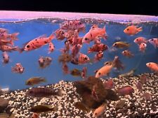 Cichlid random color for sale  Garden Grove