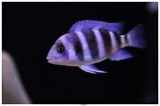 Frontosa moba blue for sale  HAYWARDS HEATH