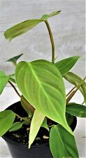Philodendron fuzzy petiole for sale  Reseda