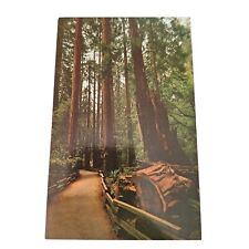 Postcard muir woods for sale  Saint Louis