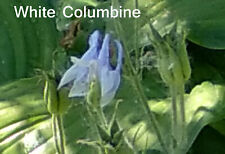 White white columbine for sale  Harrison Township