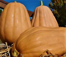 Kentucky field pumpkins for sale  USA
