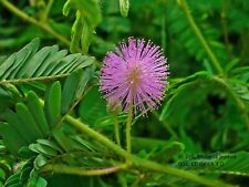 Mimosa pudica seeds for sale  WALLASEY