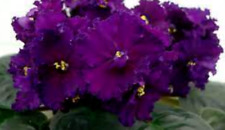 African violet wild for sale  USA