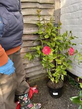 camellia plant for sale  SOUTHAMPTON