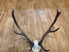 Large red deer for sale  BRIDGE OF ORCHY