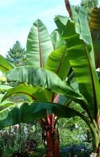 Ensete ventricosum rote gebraucht kaufen  Pfaffenhofen a.d.Ilm