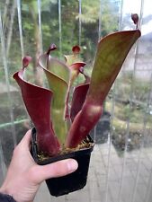 Heliamphora parva minore usato  Spedire a Italy