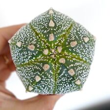 Astrophytum asterias superkabu usato  Napoli