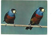 Oiseaux exotiques toucan d'occasion  Toulon-