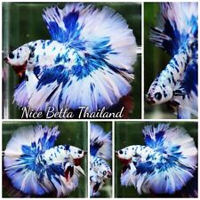 betta fish for sale  Shipping to Ireland