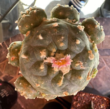 Rare succulent cactus for sale  USA
