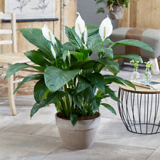 Spathiphyllum peace lily for sale  UK
