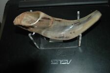 Shafar rams horn for sale  Greenville