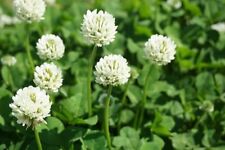 Dutch white clover for sale  Russell