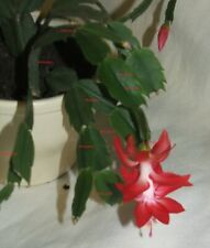 Red christmas cactus for sale  OSWESTRY