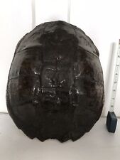 Snapping turtle 13 for sale  Au Gres