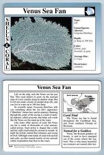 Venus sea fan for sale  SLEAFORD