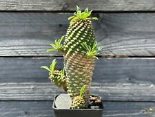 pine cone cactus for sale  Brea