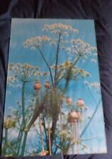 Cow parsley framed for sale  ALTON