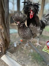 polish chickens for sale  Iowa
