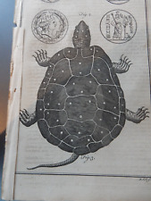 Tortoise terrapin turtle for sale  SKIPTON