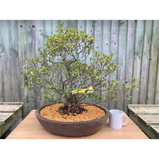Japanese azalea specimen for sale  LEEDS