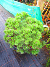 25litre specimen evergreen for sale  OXFORD