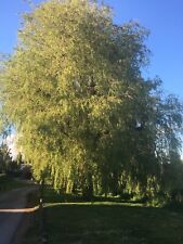 Weeping willow tree for sale  ALRESFORD