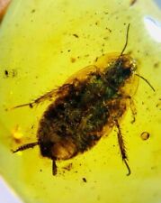 Insectos birmanos fósil birmita cucaracha insecto ámbar fósil Myanmar segunda mano  Embacar hacia Argentina