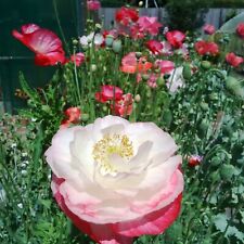 1000 graines fleurs d'occasion  Aire-sur-la-Lys