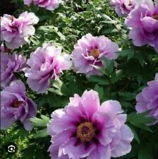 Paeonia rockii hybrid for sale  Yelm