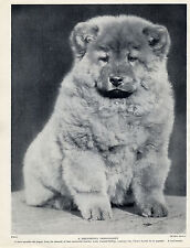 Chow chow cute for sale  COLEFORD