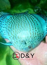 Live discus fish for sale  Plano