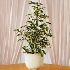 Ficus starlight best for sale  UK