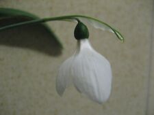 galanthus snowdrop for sale  LEICESTER