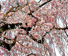 Japanese cherry blossom for sale  Saint Augustine