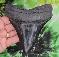 Megalodon Sharks Tooth 5" inch NO RESTORATIONS fossil sharks teeth tooth for sale  Shipping to South Africa