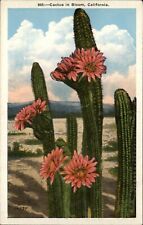 California cactus bloom for sale  Sandusky