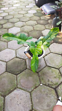 Real Pict Philodendron Violin Varigated Size Medium Free Syngonium Albo for sale  Shipping to South Africa