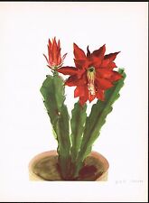 1930s Big Vintage Phyllocactus Epiphyllum Crenatus Cactus Botanical Art Print for sale  Shipping to South Africa
