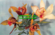 R545772 Cymbidium. Family Orchidaceae. Orchids native to Eastern Asia. Dixon. 19, used for sale  Shipping to South Africa