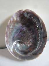 Reduced. large abalone for sale  WILMSLOW
