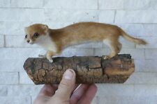 +++ Old Nice Premium *European WEASEL* "Wiesel" Taxidermy Collectors +++ for sale  Shipping to South Africa