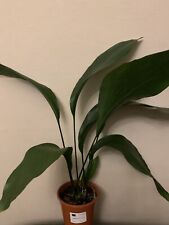 Quality aspidistra plant for sale  BURGESS HILL