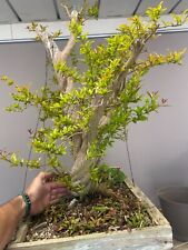 Pomegranate bonsai cm for sale  Shipping to Ireland
