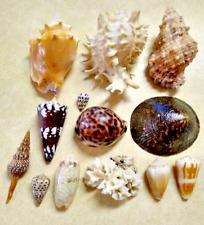 Used, Lot 13 Assorted Sea Shells and Coral: Charonia pustulata, Lottia gigantea, Oliva for sale  Shipping to South Africa