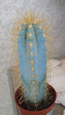 Pilosocereus azureus blue for sale  North Las Vegas